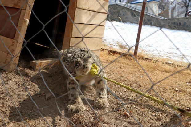 AFGHANISTAN-WILDLIFE-SNOW LEOPARD 