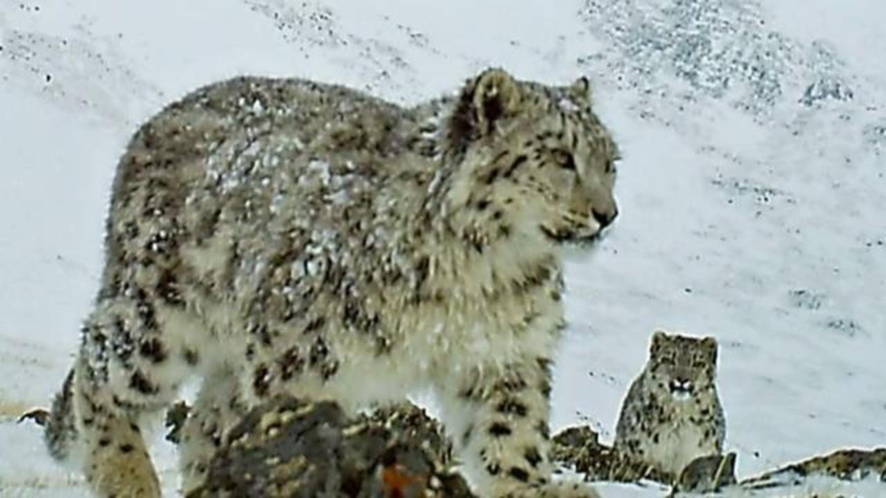 Rare snow leopard captured after killing dozens of animals in Afghanistan