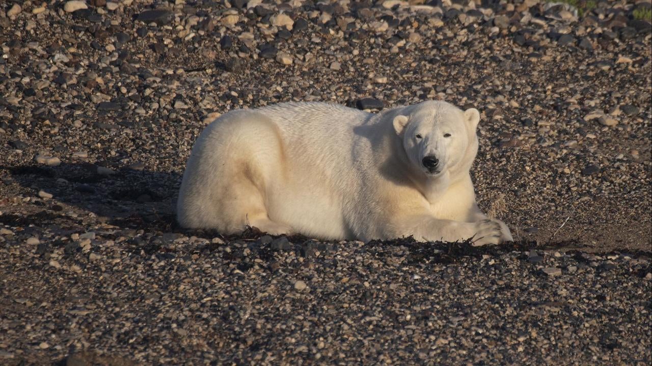 Man severely injured protecting wife from polar bear attack