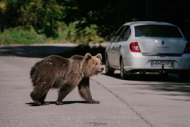 ROMANIA-ANIMAL-HUNTING-ENVIRONMENT 