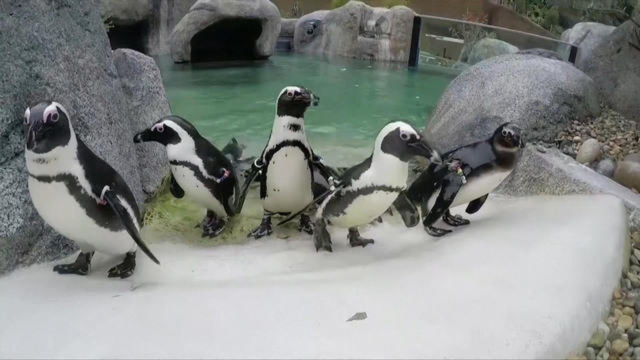 Gay penguin Sphen dies at Australia aquarium, leaving behind partner Magic &mdash; and an iconic legacy