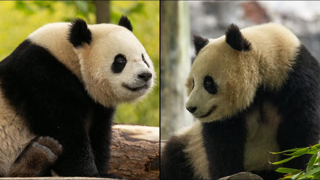 2 new giant pandas are returning to Washington's National Zoo from China