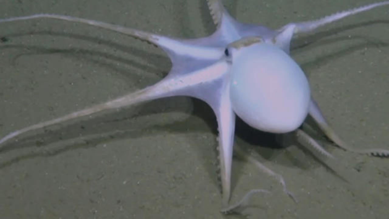 Oceanographers discover 2-mile-high underwater mountain, new species &mdash; and rare "flying spaghetti monsters"