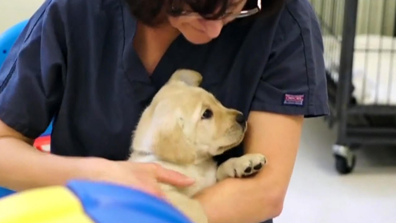 Guide dog nicknamed Dogfather retires after fathering over 300 puppies